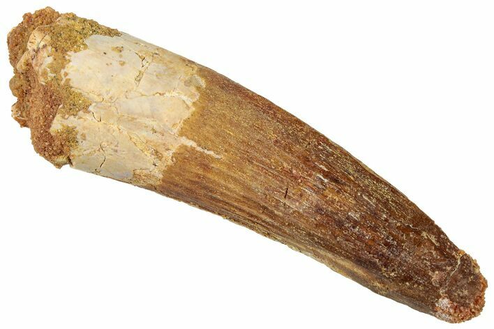Fossil Spinosaurus Tooth - Real Dinosaur Tooth #316825